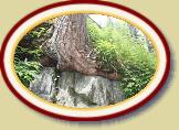 IMG_0998 * 3888 x 2592 * (5.58MB)
